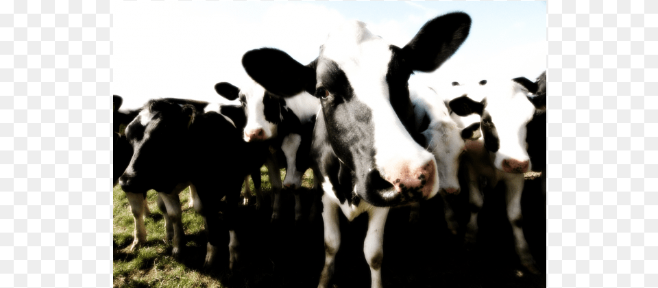 Dairy Cow, Animal, Cattle, Livestock, Mammal Free Transparent Png