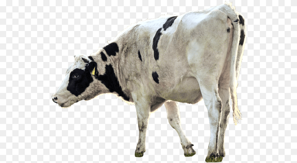 Dairy Cow, Animal, Cattle, Dairy Cow, Livestock Free Transparent Png