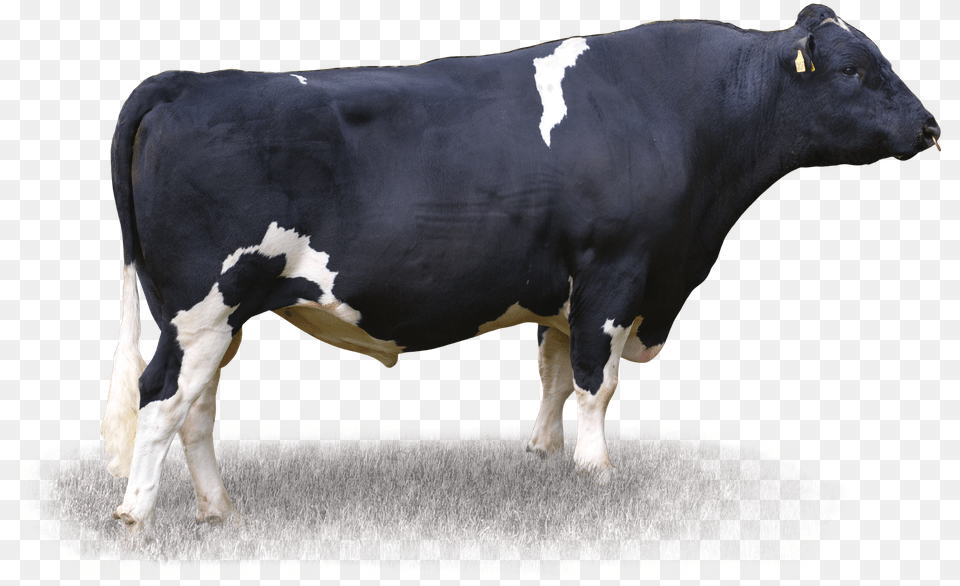 Dairy Cow, Animal, Cattle, Dairy Cow, Livestock Free Png