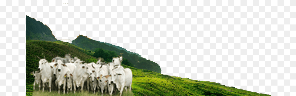 Dairy Cow, Field, Grassland, Outdoors, Nature Png Image