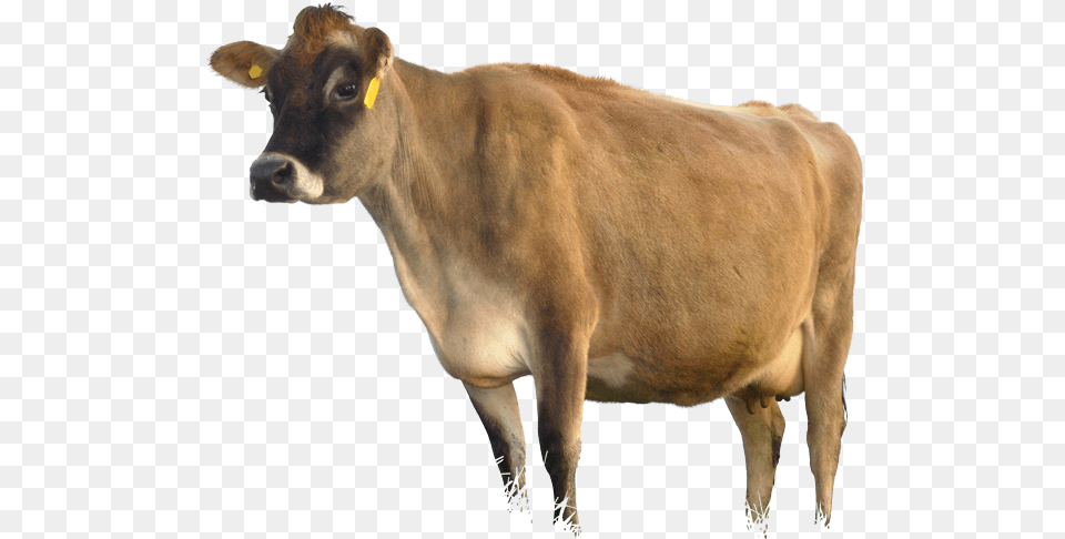 Dairy Cow, Animal, Cattle, Dairy Cow, Livestock Free Png