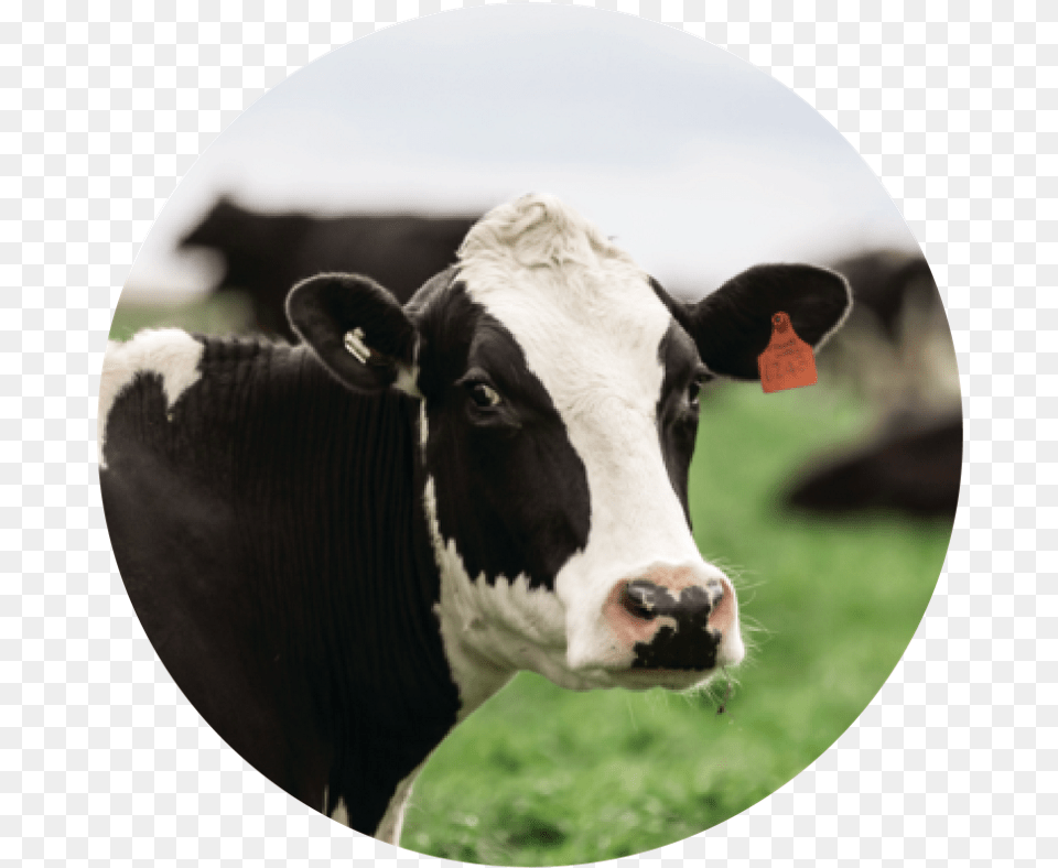 Dairy Cow, Animal, Cattle, Livestock, Mammal Free Png Download