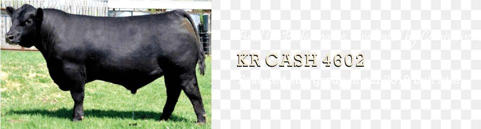 Dairy Cow, Angus, Animal, Bull, Cattle Free Png Download