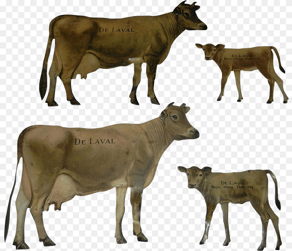 Dairy Cow, Animal, Calf, Cattle, Livestock Free Png
