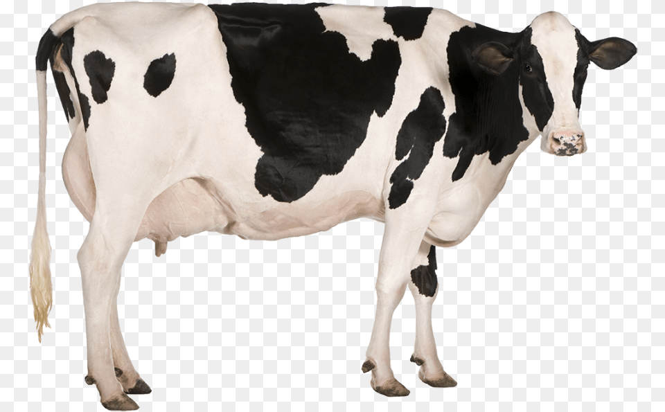 Dairy Cow Cow Stock, Animal, Cattle, Dairy Cow, Livestock Free Png Download