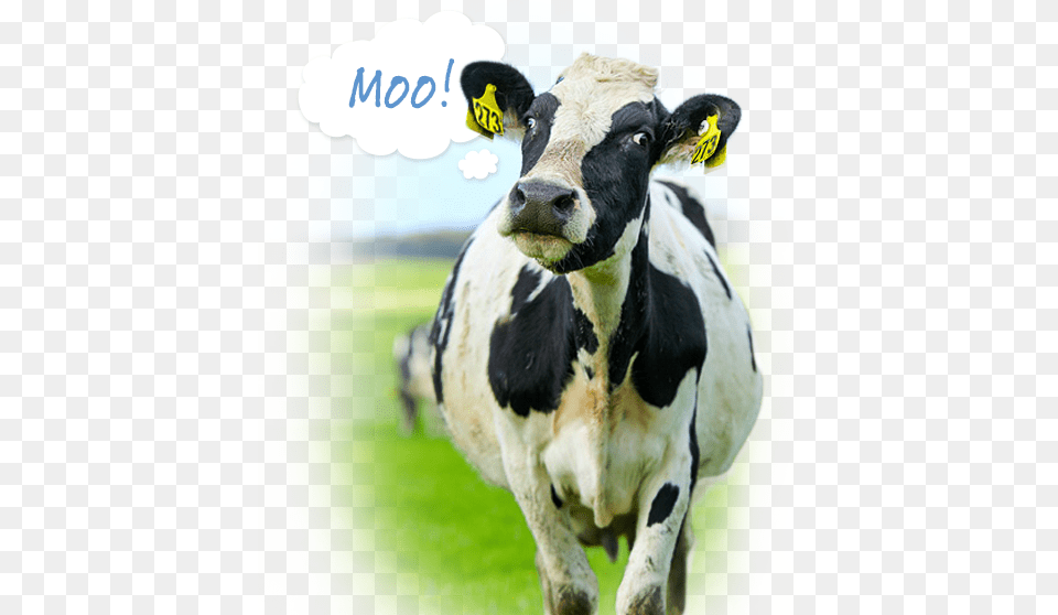 Dairy Cow Dairy Cows Australian, Animal, Cattle, Dairy Cow, Livestock Free Png Download