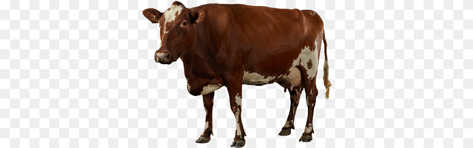 Dairy Cow High Quality Portable Network Graphics, Animal, Cattle, Livestock, Mammal Png Image