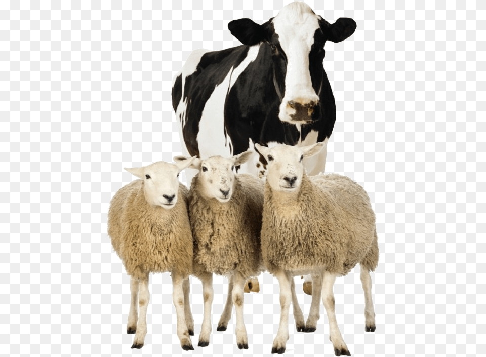 Dairy Cow Transparent Background, Livestock, Animal, Mammal, Sheep Free Png