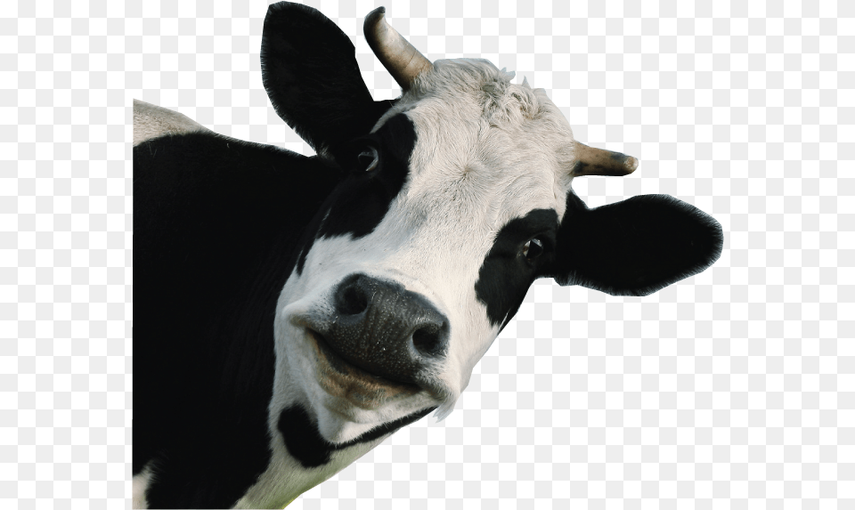 Dairy Cow White Background Download Funny Cow Background, Animal, Cattle, Livestock, Mammal Png