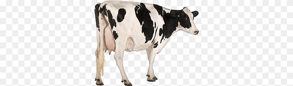 Dairy Cows Listening To Sounds, Animal, Cattle, Cow, Dairy Cow Free Png Download