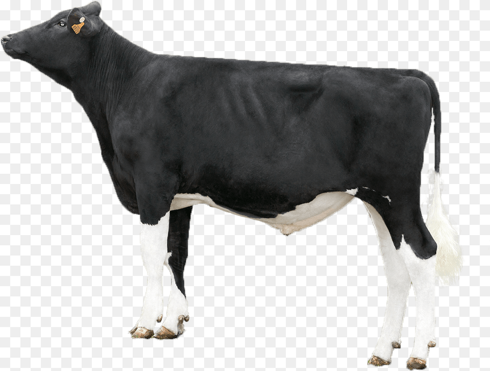 Dairy Sires Dairy Cow, Animal, Cattle, Dairy Cow, Livestock Free Png
