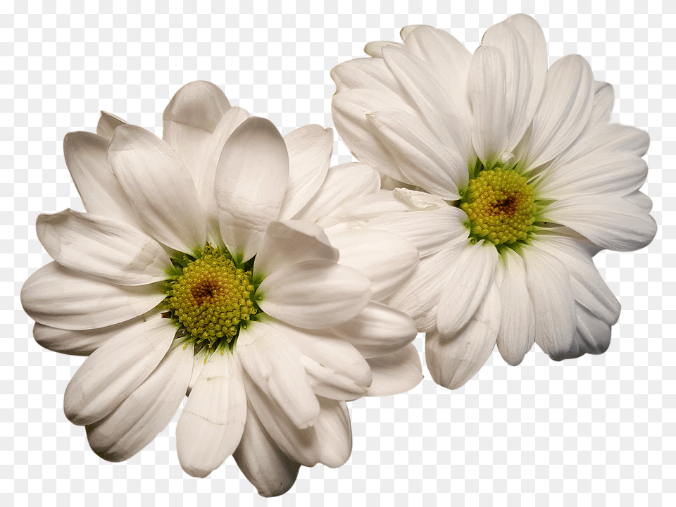 Daisies Anemone, Daisy, Flower, Petal Free Png