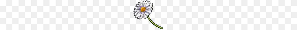 Daisies, Daisy, Flower, Plant, Dynamite Png