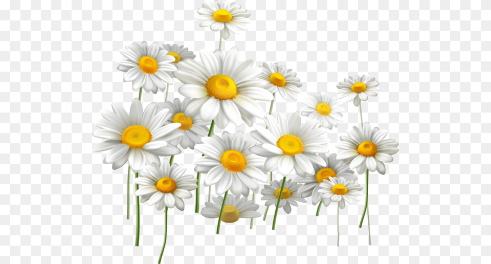 Daisies And Blue Sky, Daisy, Flower, Plant, Petal Free Png