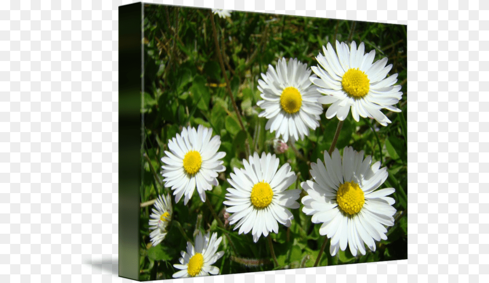 Daisies Art Prints White Daisy Flowers Picture Frame, Flower, Plant, Petal, Anemone Png Image