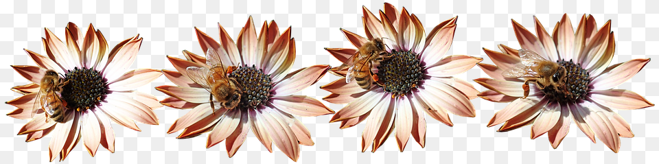 Daisies Bees Insects Pollen Garden Nature African Daisy, Plant, Flower, Bee, Apidae Free Transparent Png