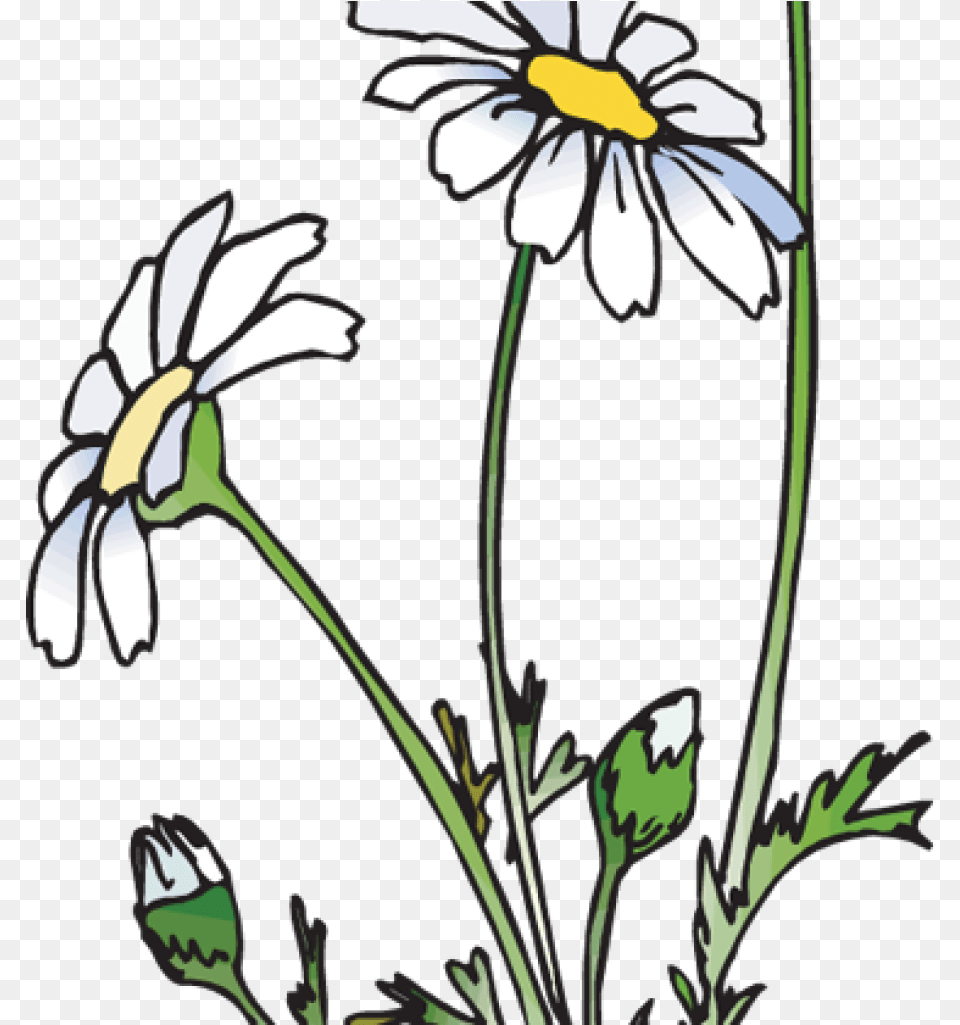 Daisies Clipart 19 Daisies Clipart Huge Freebie Download Daisies Clipart, Daisy, Flower, Plant Png Image