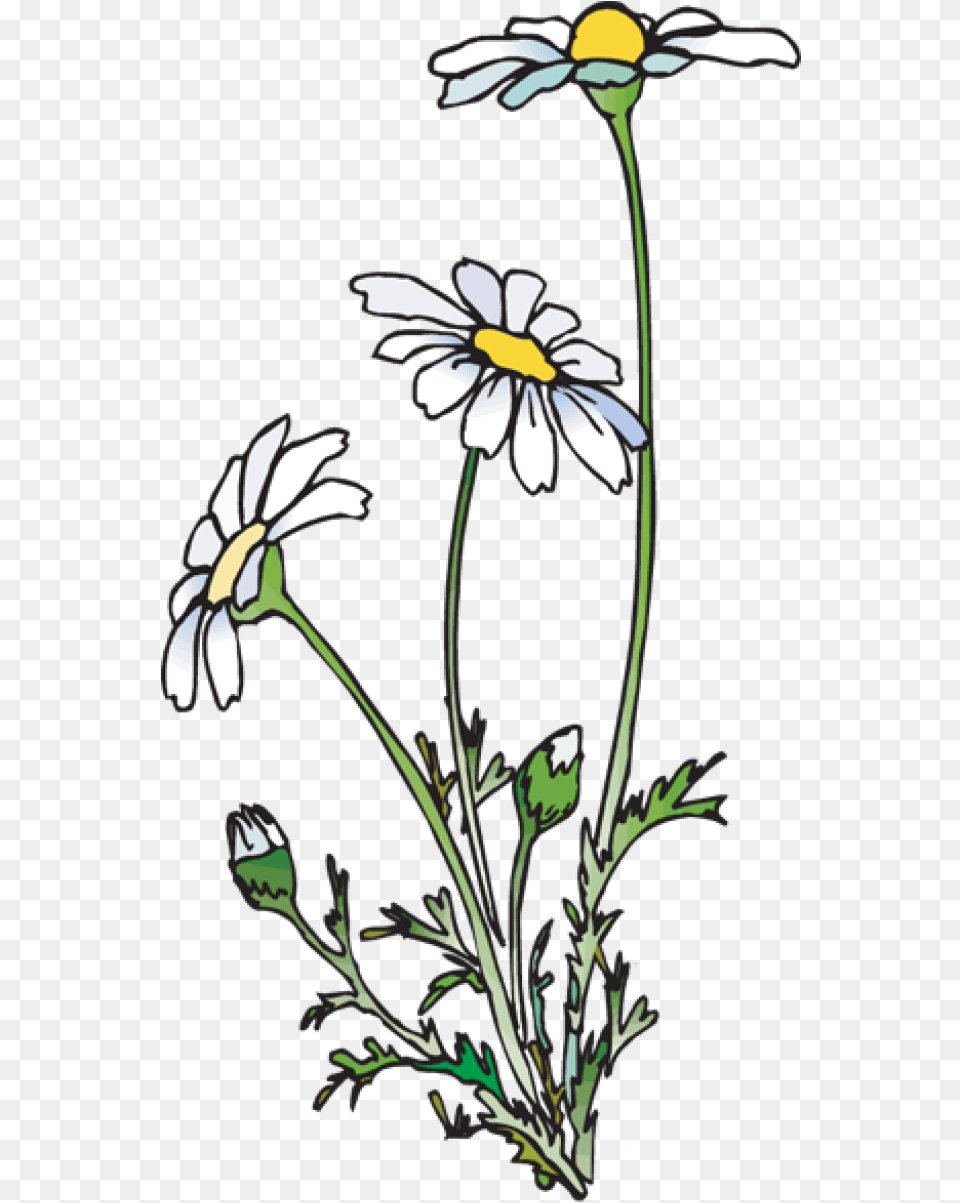 Daisies Clipart Daisies, Daisy, Flower, Plant Free Transparent Png