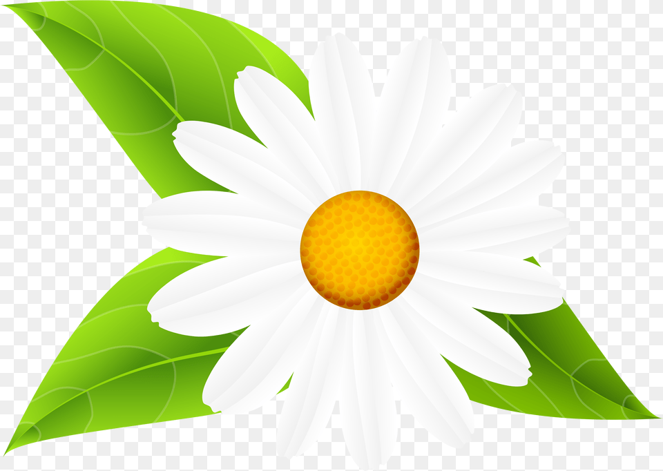 Daisies Clipart Daisy Flowers With Leaves Clip Art, Flower, Plant, Anemone, Petal Png