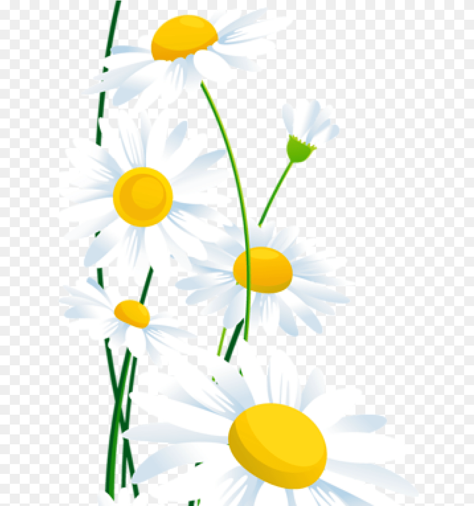 Daisies Clipart Daisy Petal Picture White Daisy Images Transparent, Flower, Plant Png Image