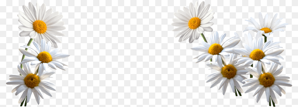 Daisies Daisies, Daisy, Flower, Plant, Petal Free Png