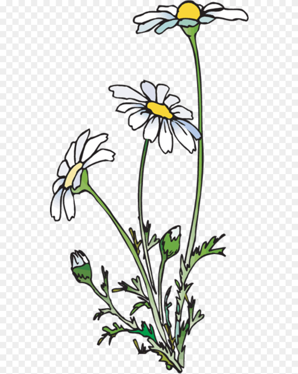 Daisies Daisies Clipart, Daisy, Flower, Plant Free Png Download