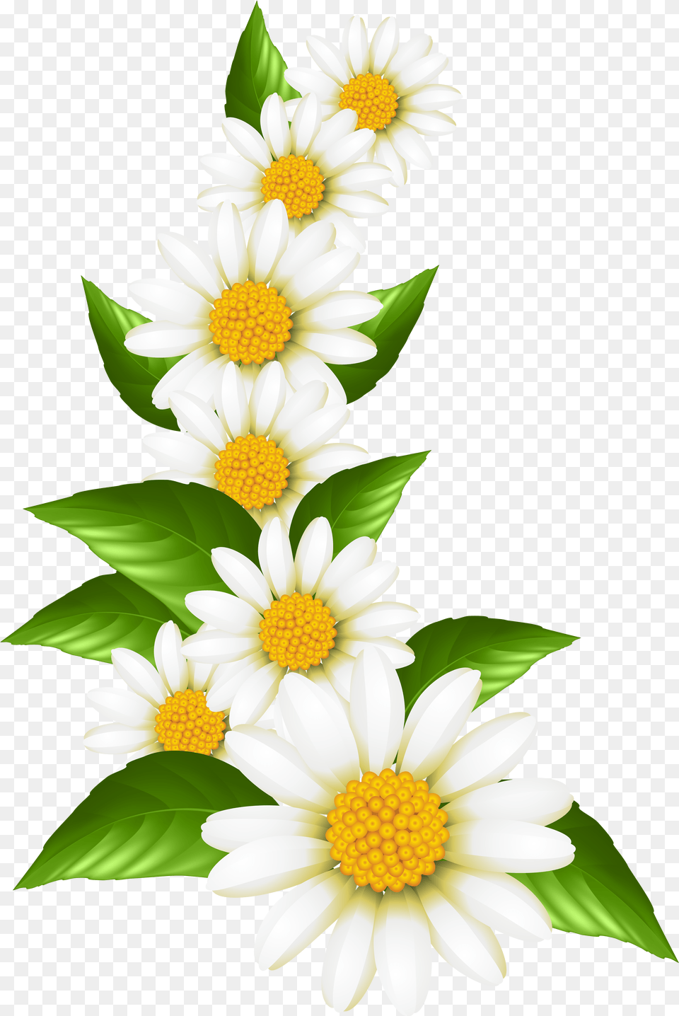 Daisies Decoration Clip Art Daisy Flower Border Free Transparent Png