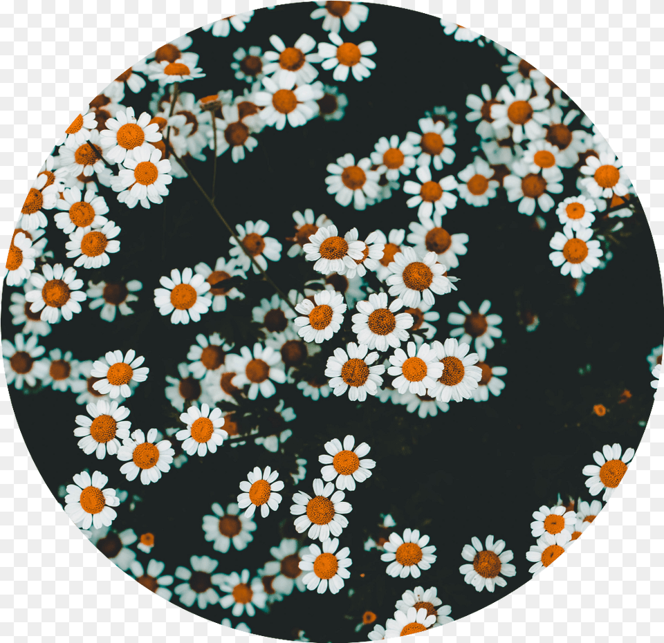 Daisies Flowers Aesthetic Vsco Wallpaper For Computer, Daisy, Flower, Plant Free Transparent Png