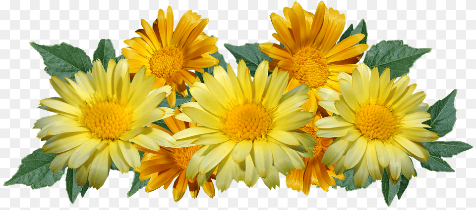 Daisies Flowers Yellow Arrangement Cut Out Daisy Yellow, Flower, Petal, Plant, Dahlia Png Image