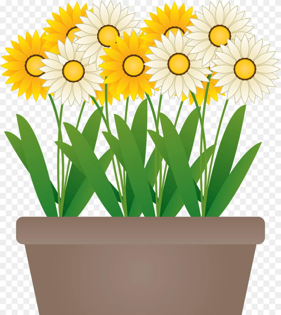 Daisies In A Brown Pot Clipart, Daisy, Flower, Plant, Potted Plant Free Png