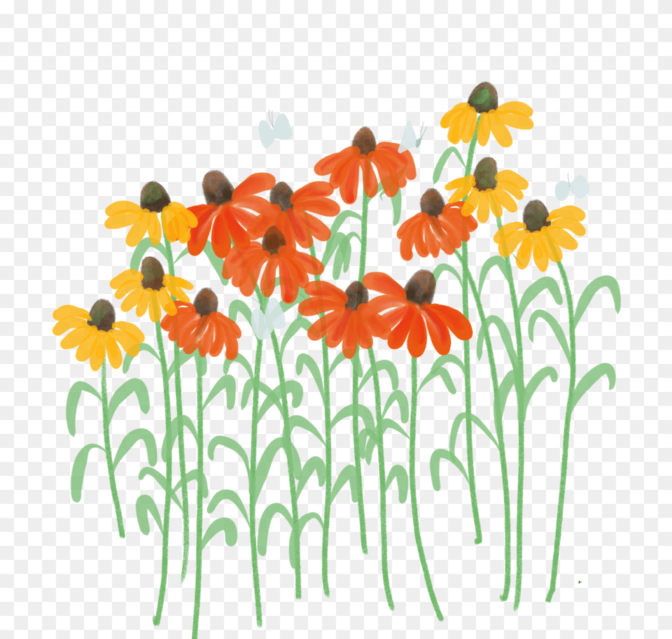 Daisies In A Bunch, Daisy, Flower, Petal, Plant Free Transparent Png