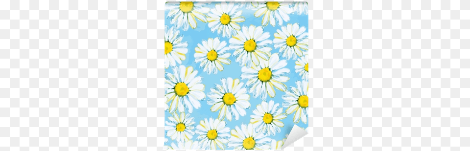 Daisies On The Light Blue Background African Daisy, Flower, Plant Png Image