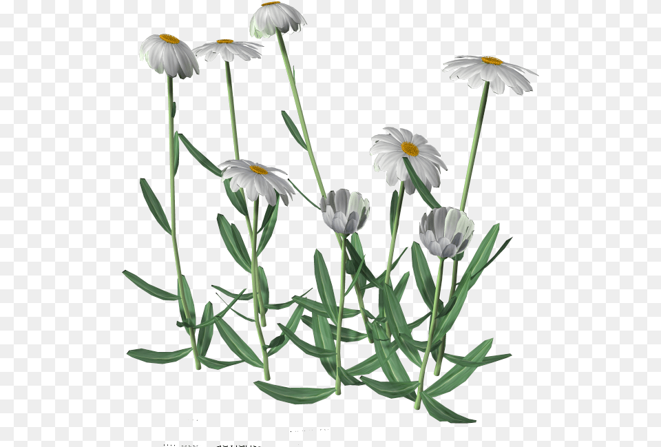 Daisies Picture, Daisy, Flower, Plant Free Png