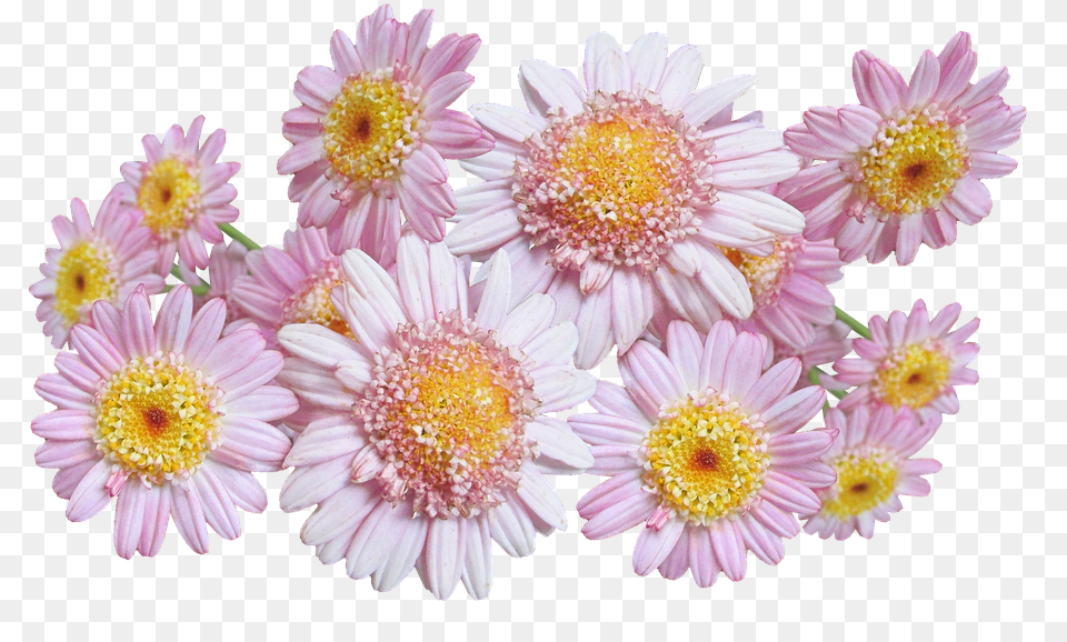 Daisies Pink Flowers Chrysanths, Daisy, Flower, Petal, Plant Free Png