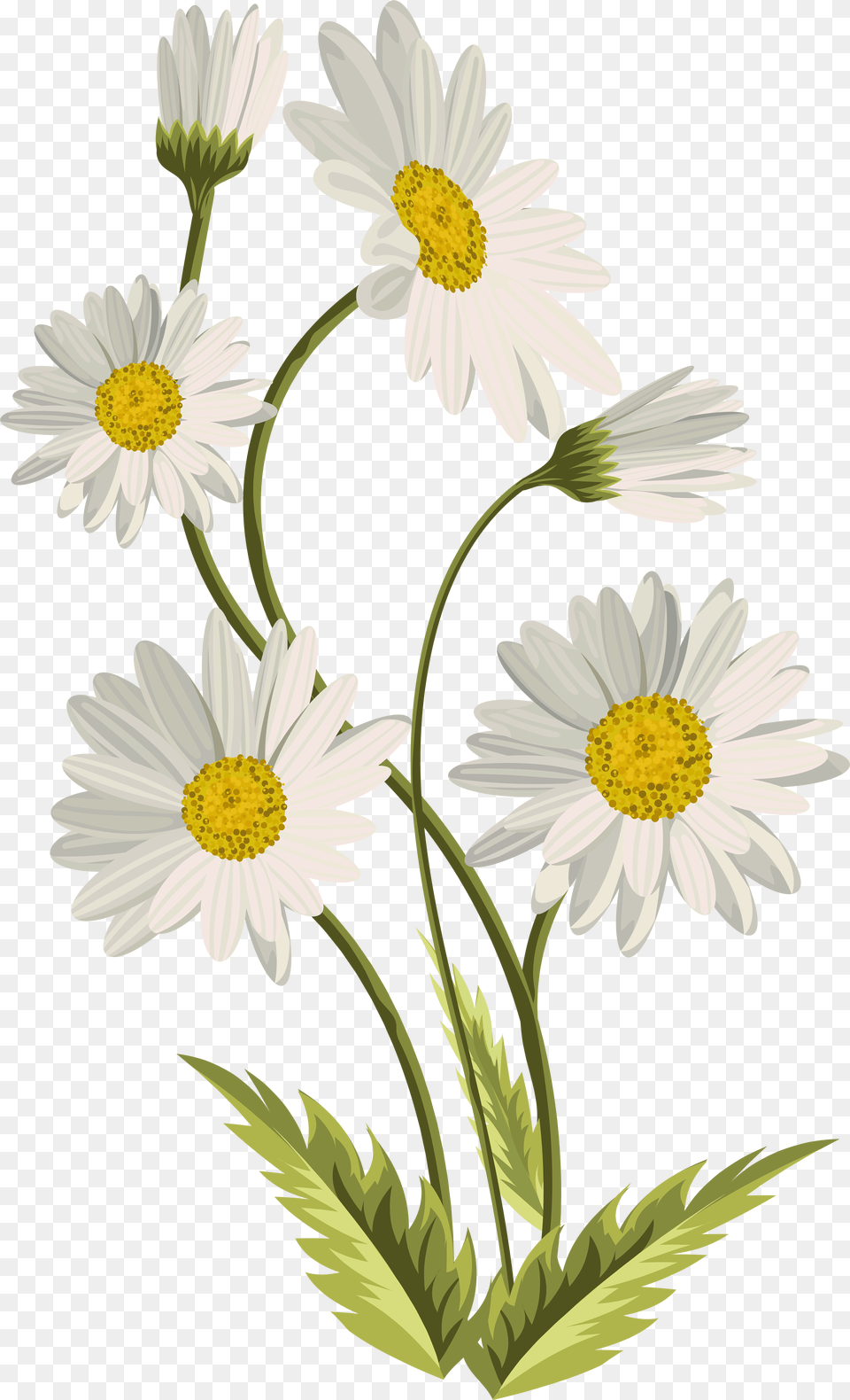 Daisies Transparent Clip Art Image Gallery Flower Clipart Background, Daisy, Plant Free Png Download