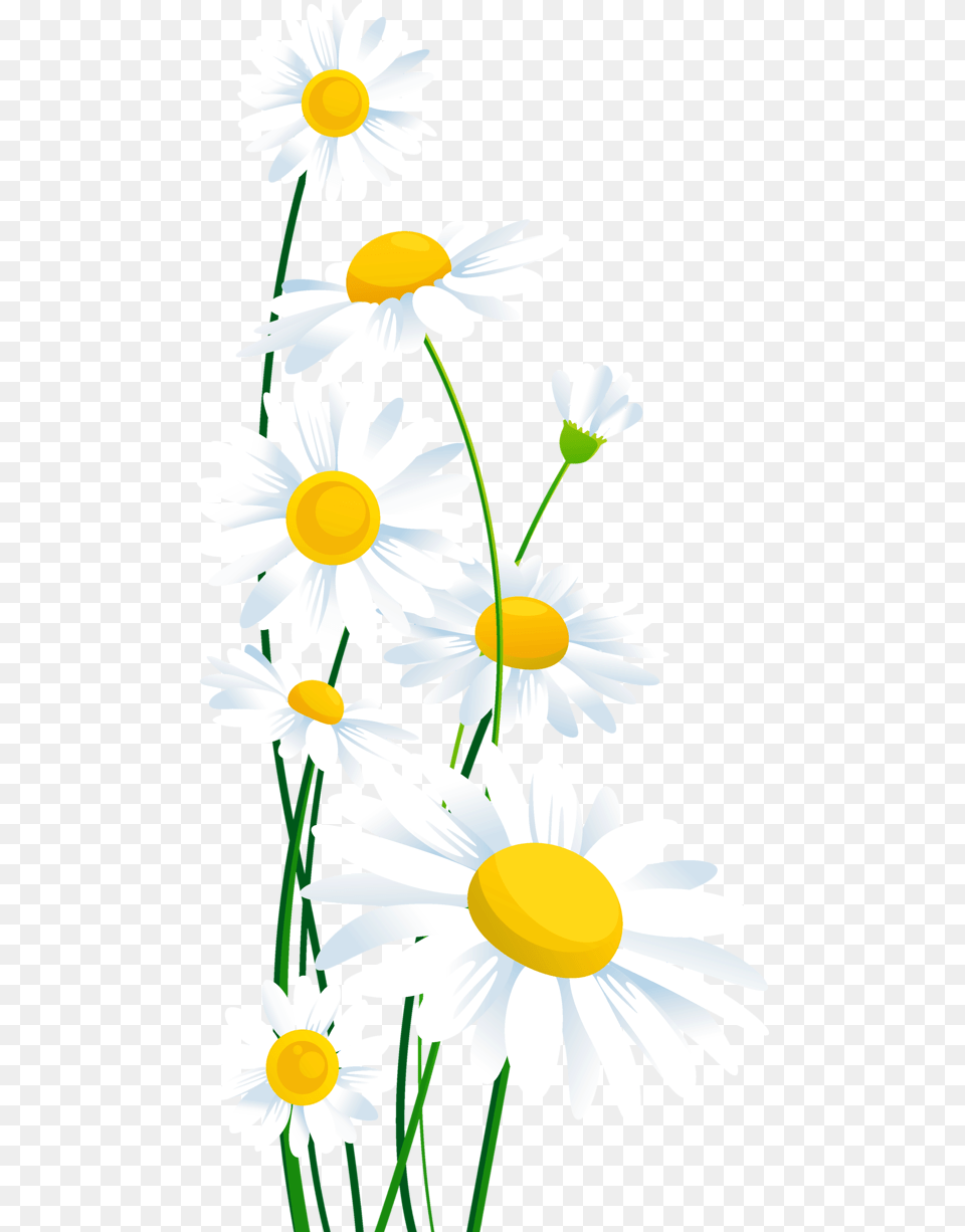 Daisies White Flowers Background, Daisy, Flower, Plant Png Image