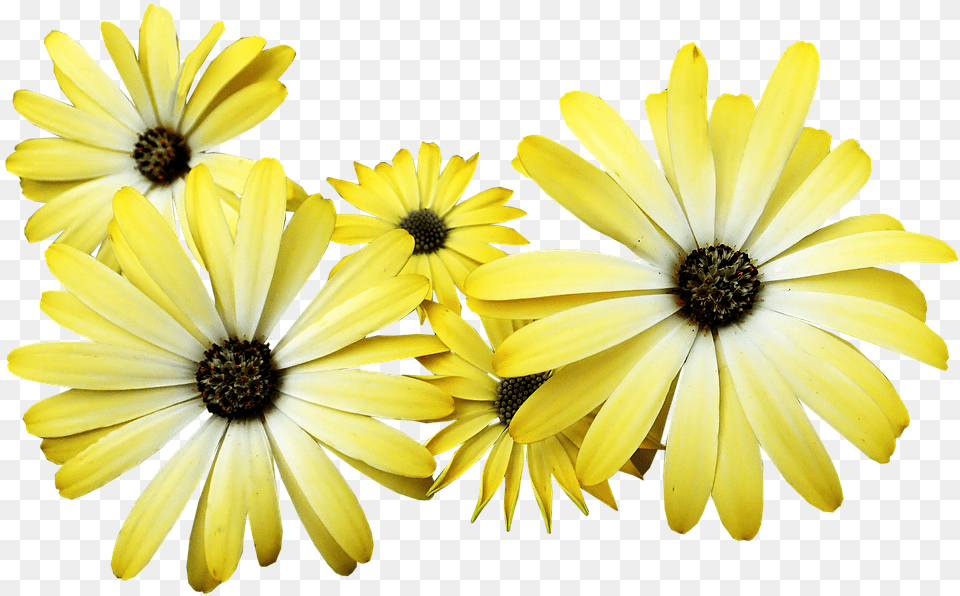 Daisies Yellow Flowers Garden Nature Yellow Daisy, Flower, Petal, Plant, Pollen Free Png
