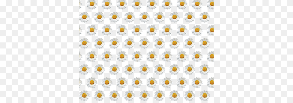 Daisy Flower, Plant, Petal Free Transparent Png