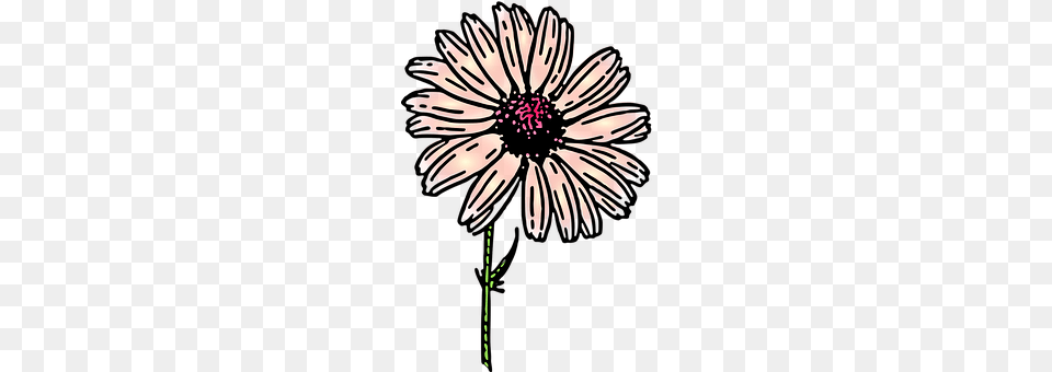 Daisy Dahlia, Flower, Petal, Plant Free Png Download