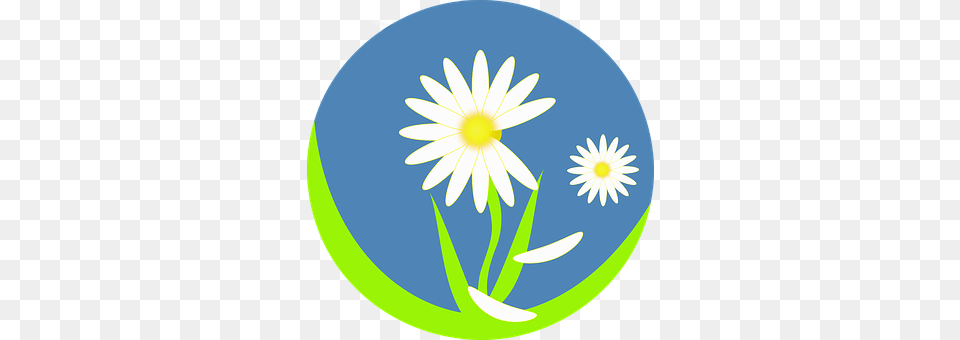 Daisy Flower, Plant Png Image
