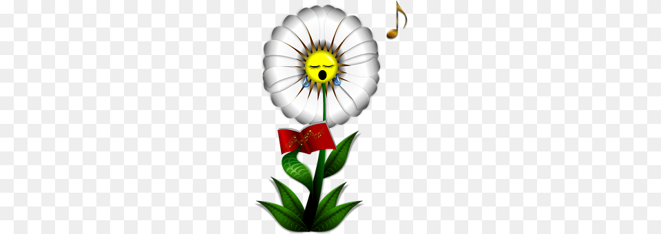 Daisy Flower, Plant, Petal, Anemone Free Transparent Png