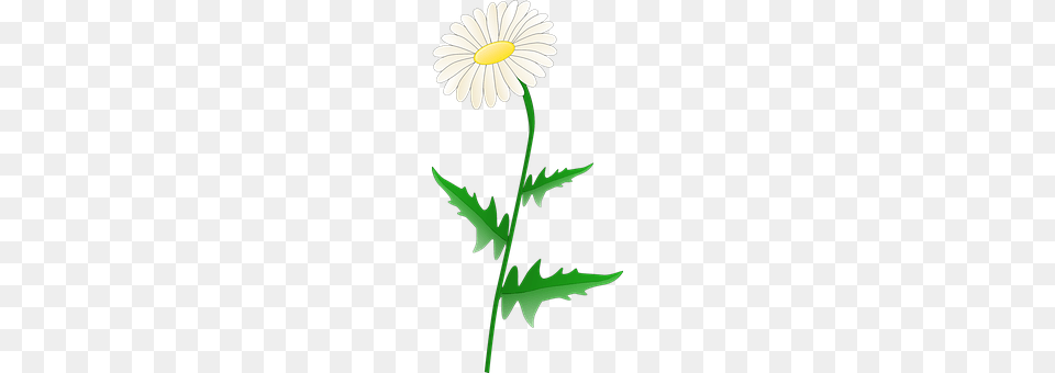 Daisy Flower, Plant Free Png Download