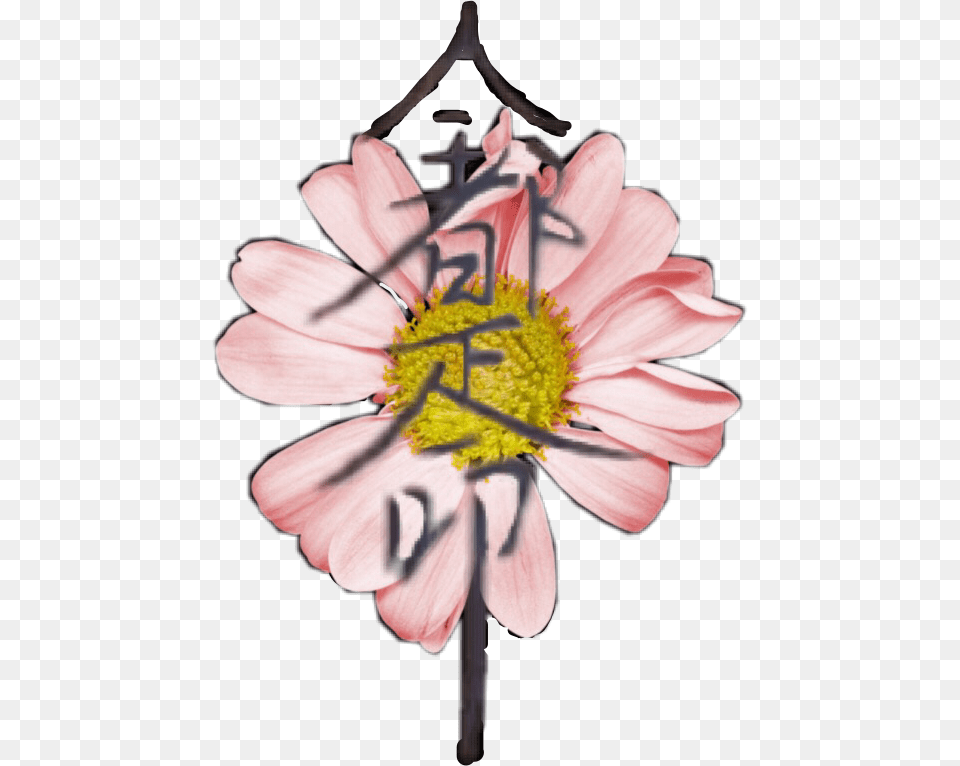 Daisy, Anther, Flower, Petal, Plant Free Transparent Png