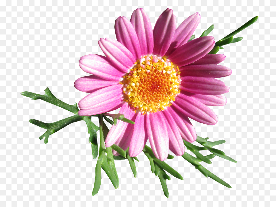 Daisy Flower, Plant, Petal, Pollen Free Transparent Png