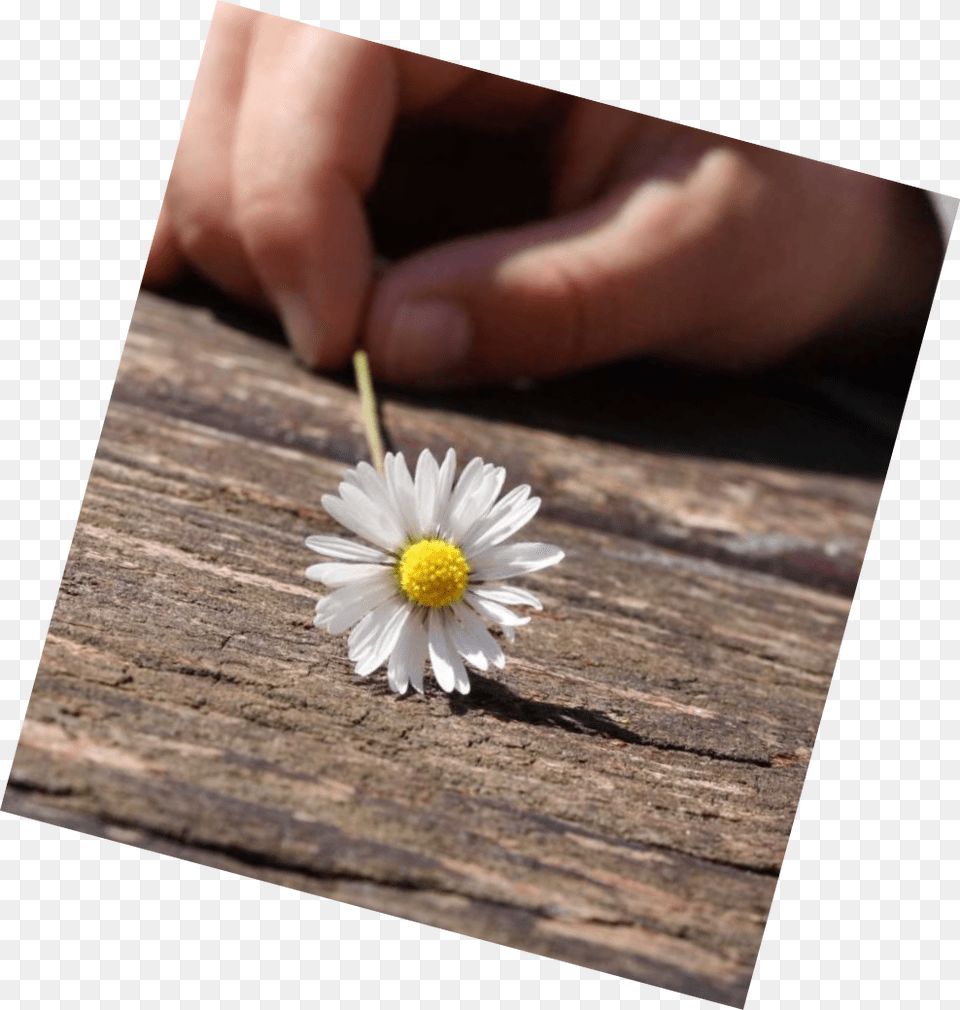 Daisy, Body Part, Finger, Flower, Hand Png