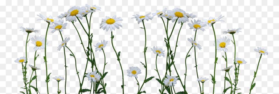 Daisy, Flower, Plant, Petal Free Png Download