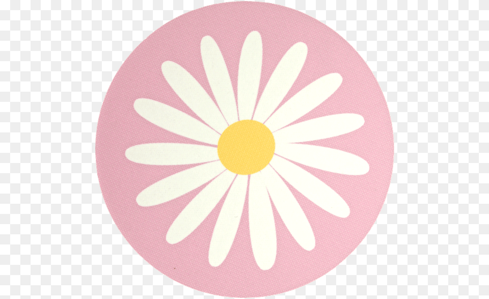 Daisy, Flower, Plant, Home Decor Png Image