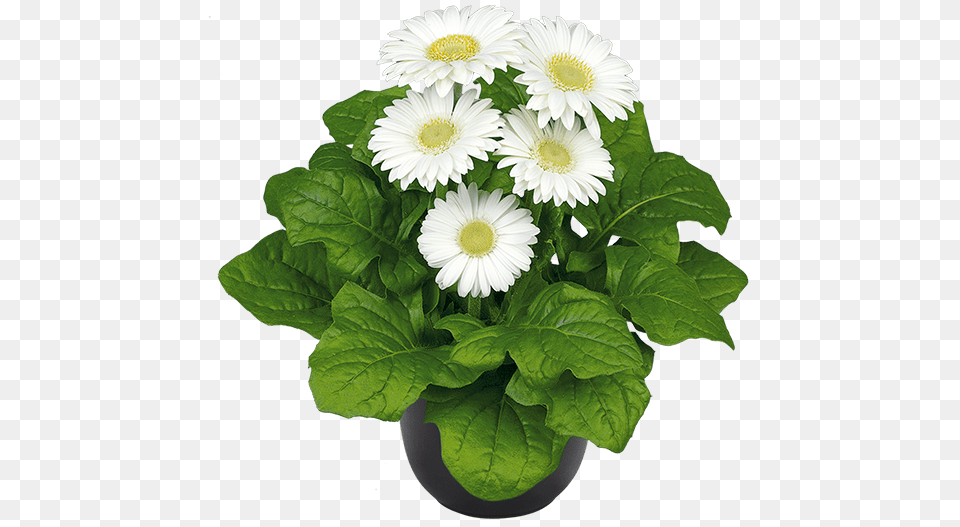 Daisy, Flower, Plant, Flower Arrangement, Flower Bouquet Free Transparent Png