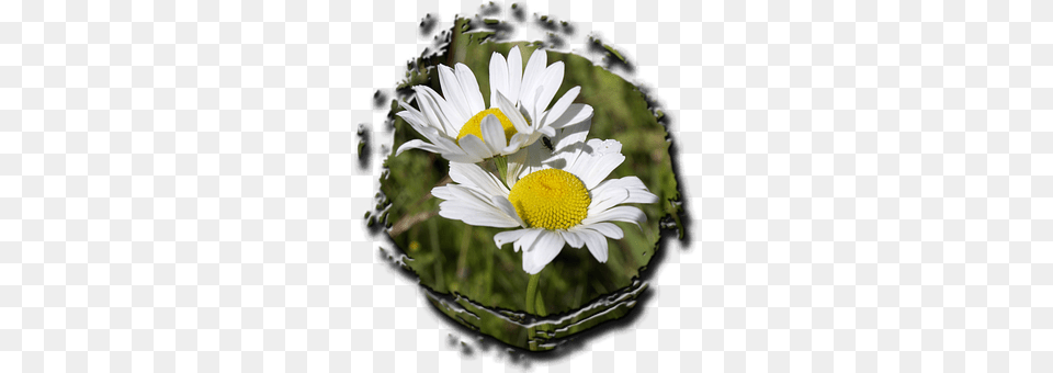 Daisy Flower, Flower Arrangement, Flower Bouquet, Plant Free Png