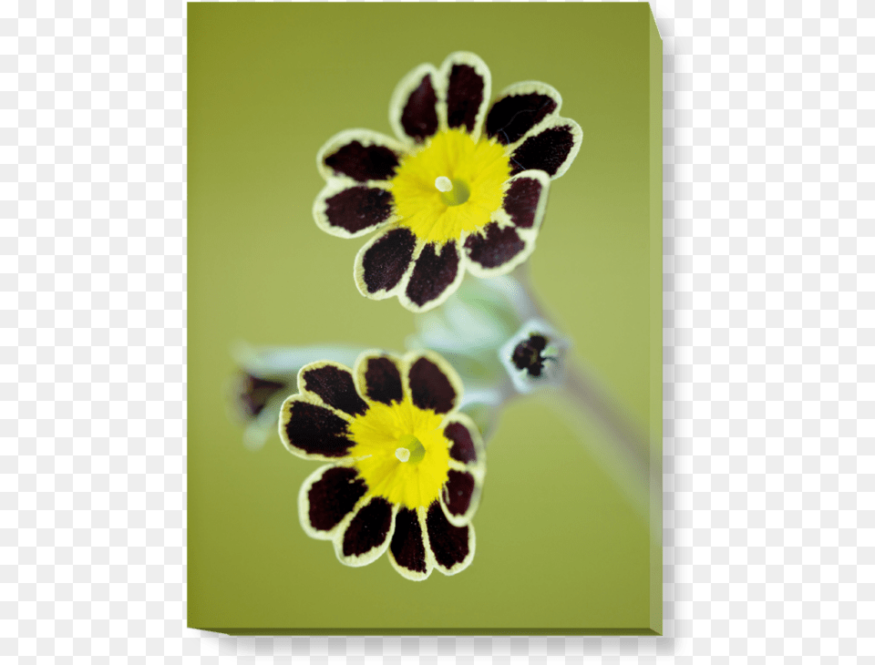 Daisy, Flower, Geranium, Plant, Pollen Free Transparent Png